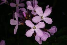 Attēlu rezultāti vaicājumam “Cardamine pratensis”