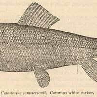 Image result for Catostomus commersonii