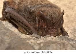 Attēlu rezultāti vaicājumam “Barbastella barbastellus”