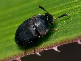 Attēlu rezultāti vaicājumam “Leiodidae”