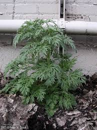 Image result for Artemisia absinthium