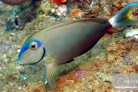 Image result for Acanthurus bahianus