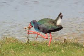 Image result for Porphyrio alleni