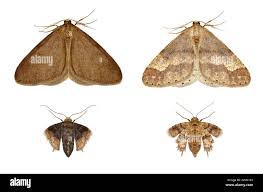 Attēlu rezultāti vaicājumam “Agriopis marginaria”