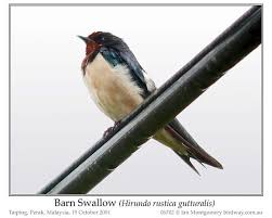 Attēlu rezultāti vaicājumam “Hirundo rustica juvenile”