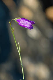 Attēlu rezultāti vaicājumam “Campanula patula flower”