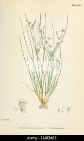 Attēlu rezultāti vaicājumam “Juncus bulbosus leaf”