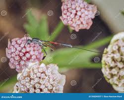 Attēlu rezultāti vaicājumam “Gasteruption jaculator imago”