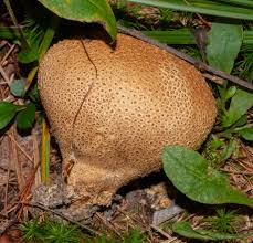 Attēlu rezultāti vaicājumam “Scleroderma citrinum”