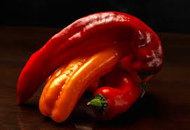 Afbeeldingsresultaat voor aconcagua sweet pepper