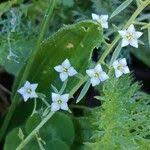 Attēlu rezultāti vaicājumam “Thesium alpinum flower”