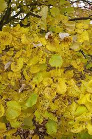 Attēlu rezultāti vaicājumam “Tilia tomentosa fruit”