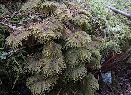 Attēlu rezultāti vaicājumam “Serpoleskea subtilis sporophyte”