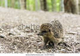 Attēlu rezultāti vaicājumam “Erinaceus roumanicus”