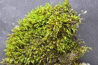 Attēlu rezultāti vaicājumam “Hygroamblystegium varium”