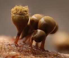 Attēlu rezultāti vaicājumam “Trichia ambigua stalked”