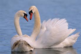 Attēlu rezultāti vaicājumam “Cygnus olor”