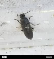 Attēlu rezultāti vaicājumam “Xylita laevigata”