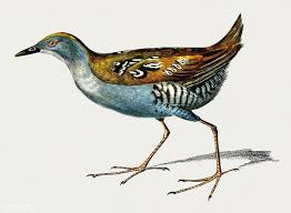 Image result for Porzana pusilla