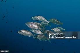 Image result for Lithognathus mormyrus