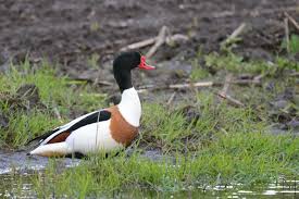 Attēlu rezultāti vaicājumam “Tadorna tadorna”