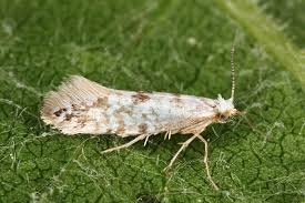 Attēlu rezultāti vaicājumam “Argyresthia spinosella”