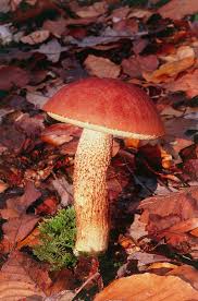 Attēlu rezultāti vaicājumam “Leccinum aurantiacum”