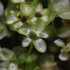 Attēlu rezultāti vaicājumam “Rhizomnium punctatum”