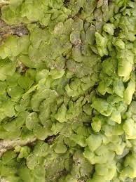 Attēlu rezultāti vaicājumam “Barbilophozia attenuata”