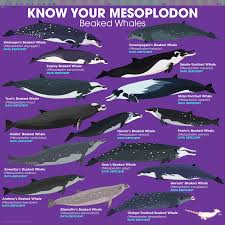Image result for Mesoplodon bidens