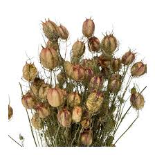 Attēlu rezultāti vaicājumam “Dianema nivale sessile”