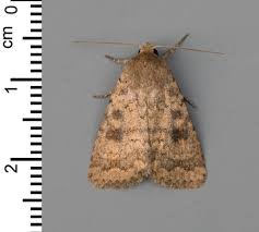 Attēlu rezultāti vaicājumam “Caradrina morpheus”