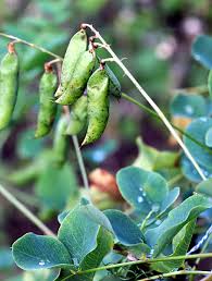 Attēlu rezultāti vaicājumam “Vicia pisiformis”