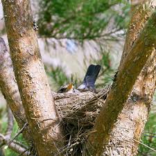 Attēlu rezultāti vaicājumam “Turdus philomelos nest”