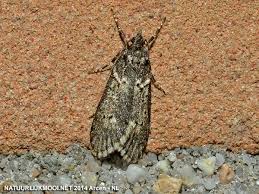 Attēlu rezultāti vaicājumam “Chimabachidae”