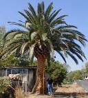 Canary Island Date Palm (Phoenix canariensis) Tree Pictures