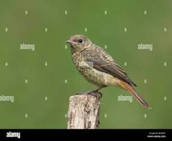 Attēlu rezultāti vaicājumam “Phoenicurus phoenicurus”