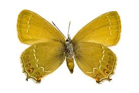 Attēlu rezultāti vaicājumam “Satyrium ilicis underside”