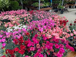 Image result for Dianthus