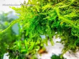 Attēlu rezultāti vaicājumam “Blepharostoma trichophyllum”