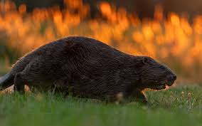 Attēlu rezultāti vaicājumam “Castor fiber”