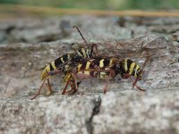 Attēlu rezultāti vaicājumam “Plagionotus detritus imago”