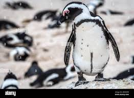 Image result for Spheniscus demersus