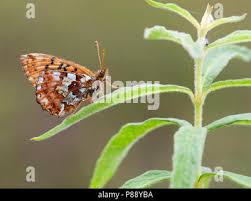 Attēlu rezultāti vaicājumam “Boloria aquilonaris underside”