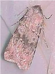 Attēlu rezultāti vaicājumam “Noctuidae”