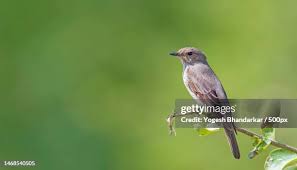 Attēlu rezultāti vaicājumam “Muscicapa striata”