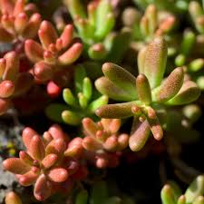 Attēlu rezultāti vaicājumam “Sedum album flower”