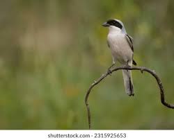 Image result for Lanius minor