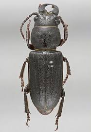 Attēlu rezultāti vaicājumam “Spondylis buprestoides”