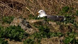 Attēlu rezultāti vaicājumam “Larus ridibundus eggs”